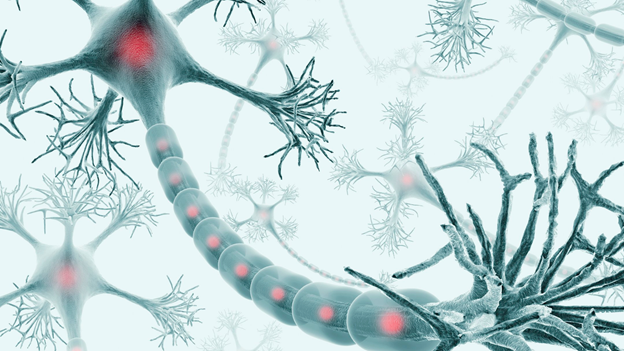 Herbs to improve memory