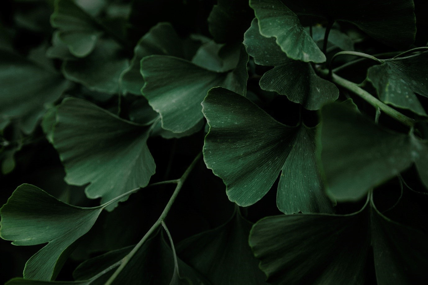 Top Beneficial Herbs and Supplements For Cognitive Support