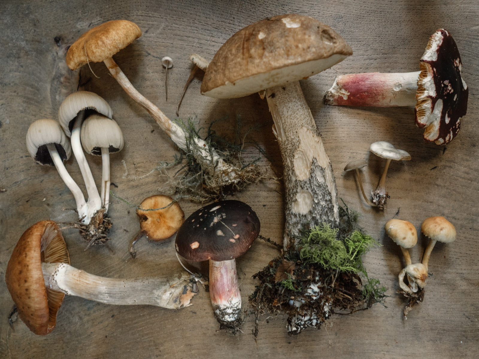 Best mushroom supplements