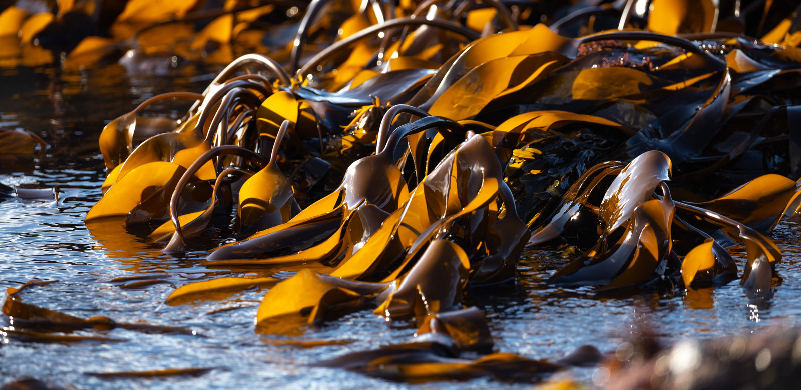 Seaweed supplements