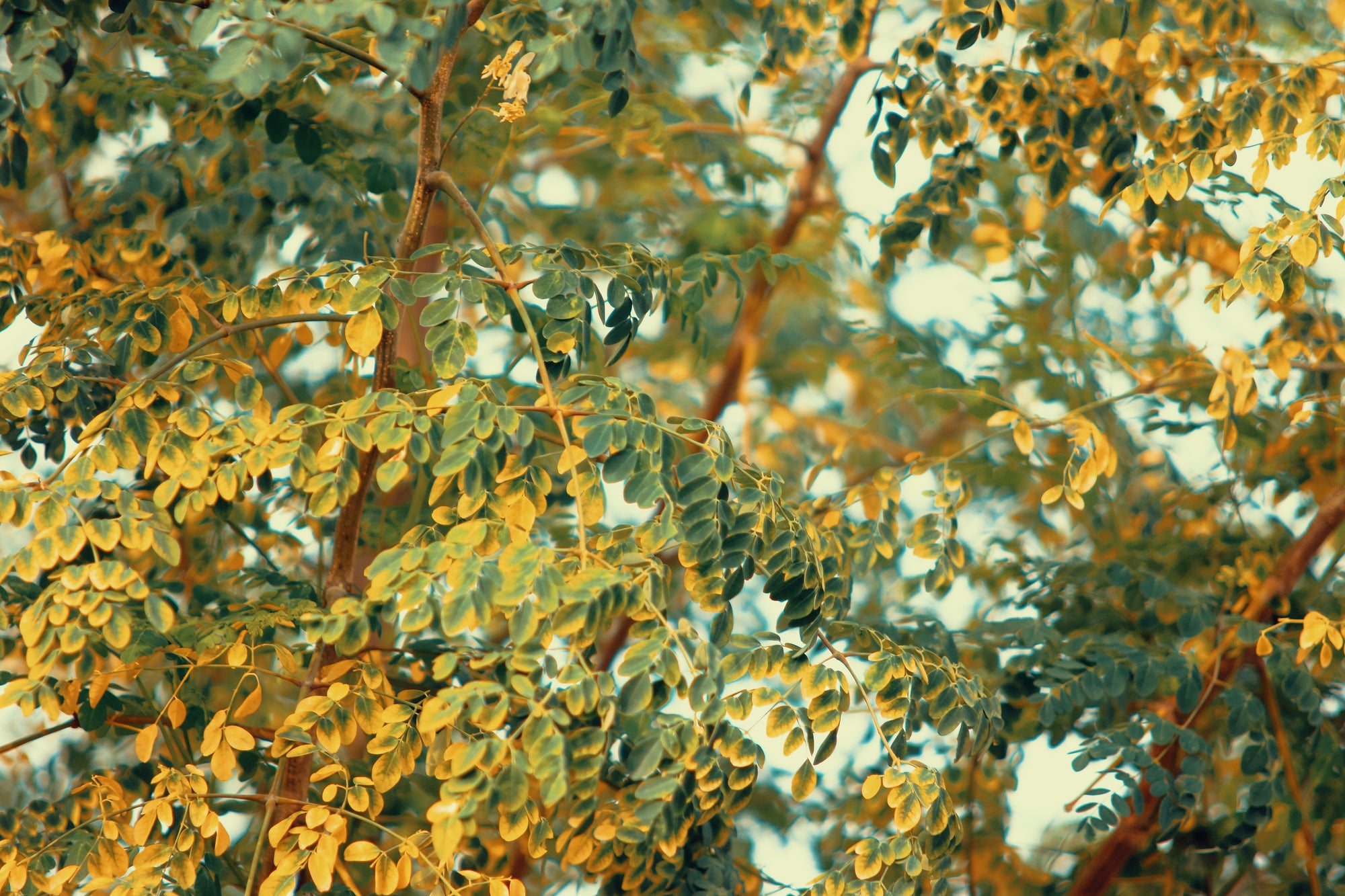 Medicinal Trees and their benefits in overall health